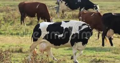 一群牛在草地上放牧
